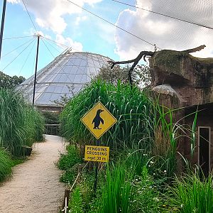 Penguins and Inca terns
