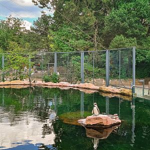 Penguins and Inca terns