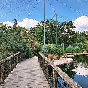 Penguins and Inca terns