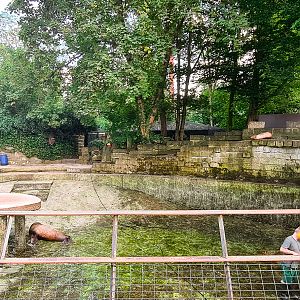 Sea lion pool