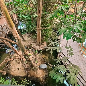 Ponds inside the tropical house
