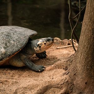 Arrau Turtle, Podocnemis expansa