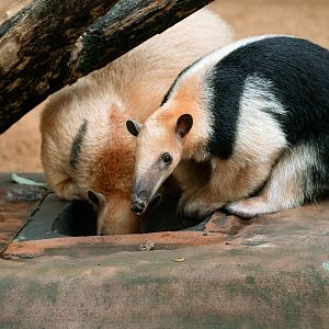 Paraguayan tamanduas feeding