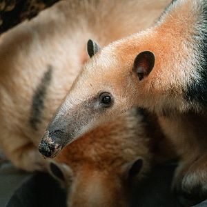 Paraguayan tamandua