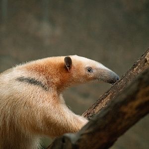 Paraguayan tamandua