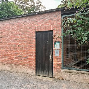 Jaguargundi outdoor enclosure