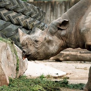 Eastern black rhinoceros