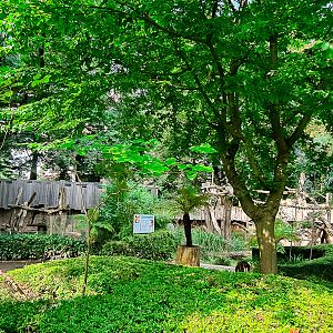 Goodfellow's Tree-kangaroo enclosures