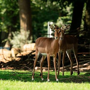 Common impala