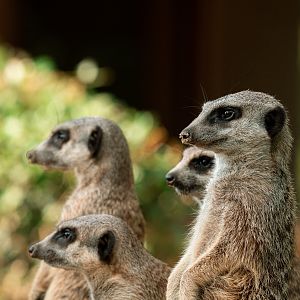 Meerkats
