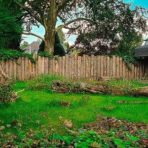 Mountain anoa enclosure