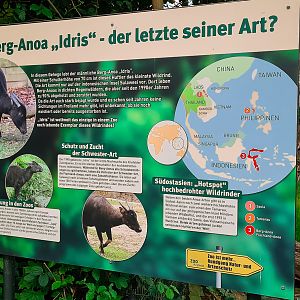 Signage: Mountain anoa 'Idris' - Last of it's kind?