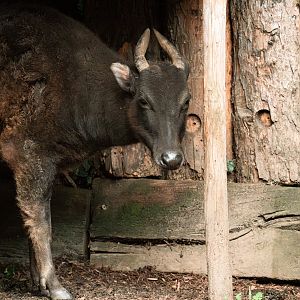 Mountain anoa