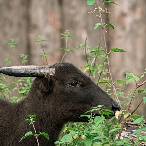 Mountain anoa