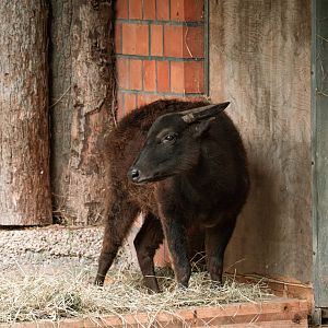 Mountain anoa