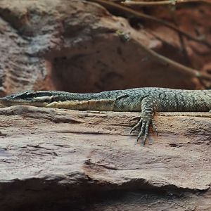 Kimberly Rock Monitor