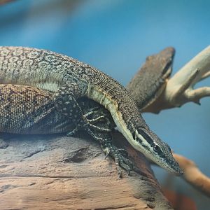 Kimberly Rock Monitors