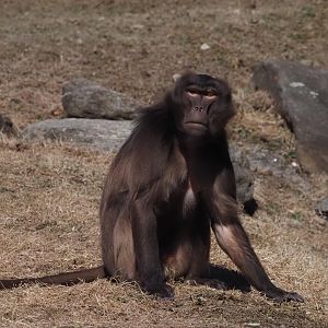 Gelada
