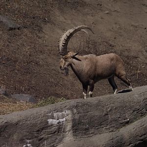 Nubian Ibex