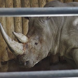 Southern White Rhinoceros