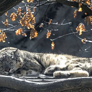 Snow leopard