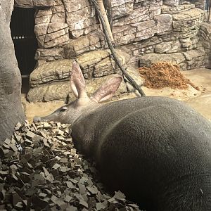 Aardvark