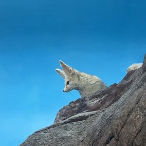Fennec Fox