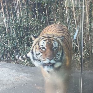 Malayan Tiger