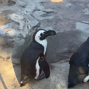 African Penguin
