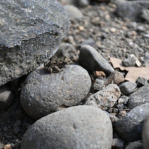 Wild in Arenal Volcano NP, Costa Rica