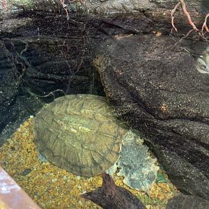 Mata Mata Turtle