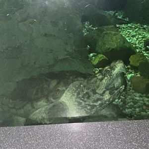 Alligator Snapping Turtle