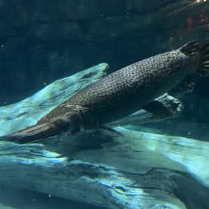 Alligator Gar