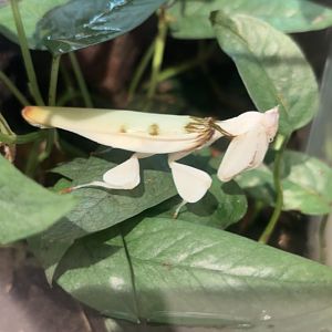 Orchid Mantis