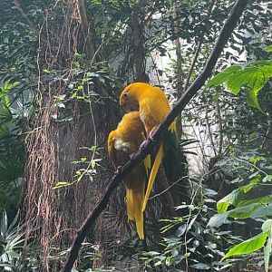 Golden Conures