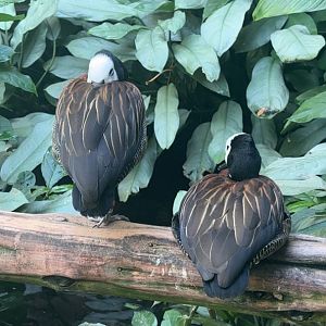 White Faced Whistling Ducks