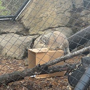 Mushu the Pallas Cat