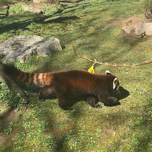 Red Panda