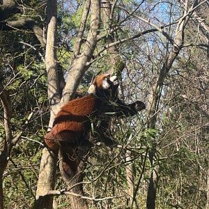 Red Panda