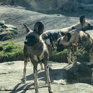 African Painted Dogs