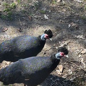 Crested Guinea Fowl