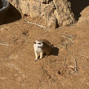 Slender Tailed Meerkat