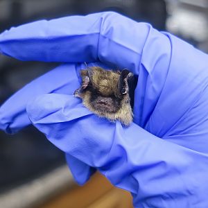 Arizona Myotis (Myotis occultus)