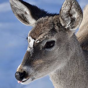 Coue's White-Tailed Deer (Odocoileus virginianus couesi) female