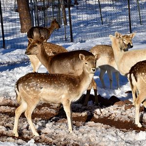 Fallow Deer (Dama dama)