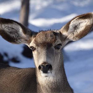 Mule Deer (Odocoileus hemionus) female