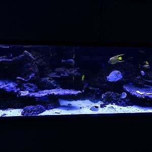 Tank 1 (species list in comments)