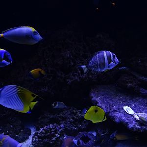 Tank 1 - some of the inhabitants