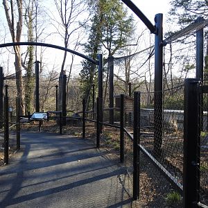 Bat Eared Fox Exhibit