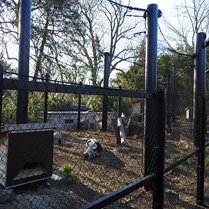 Bat Eared Fox Exhibit
